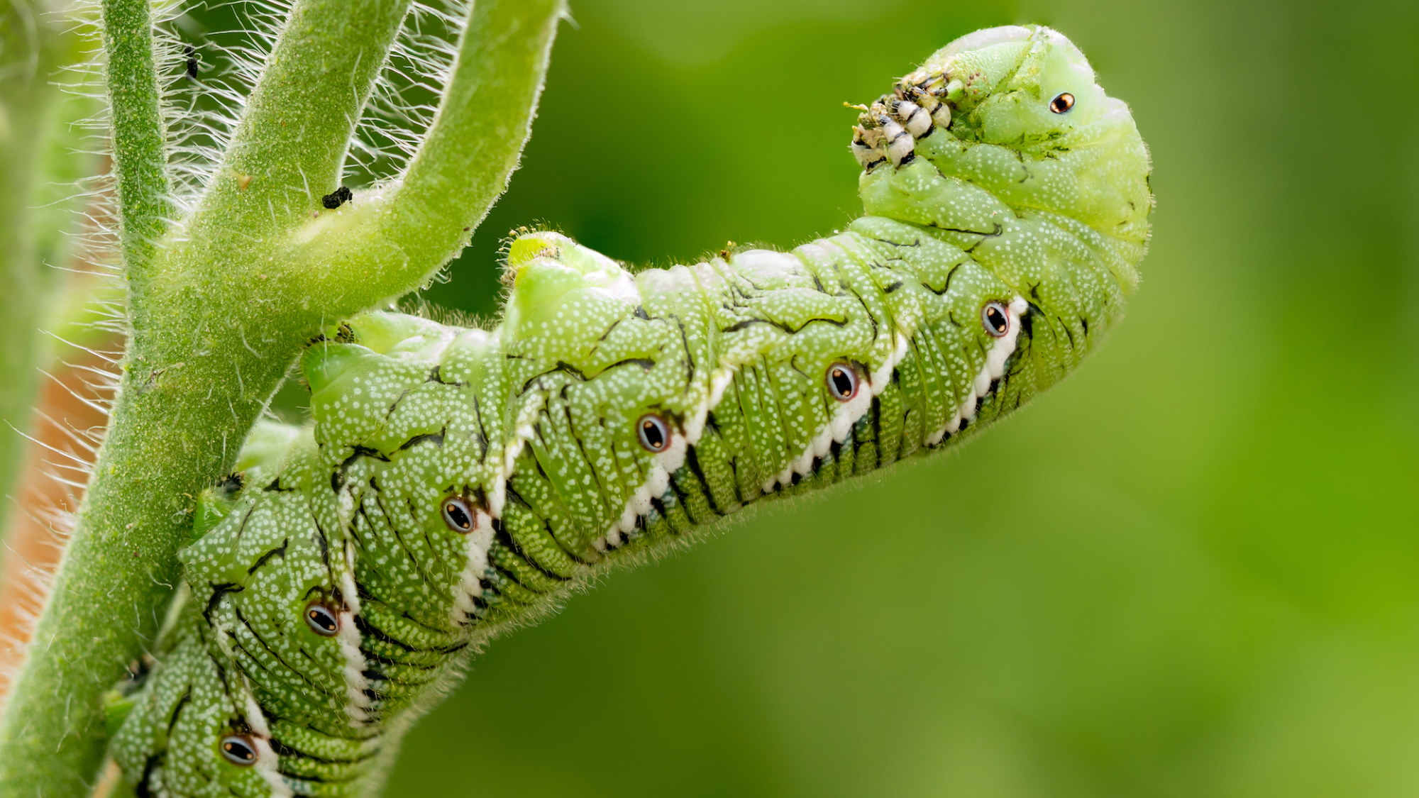 Hornworm on tomato plant