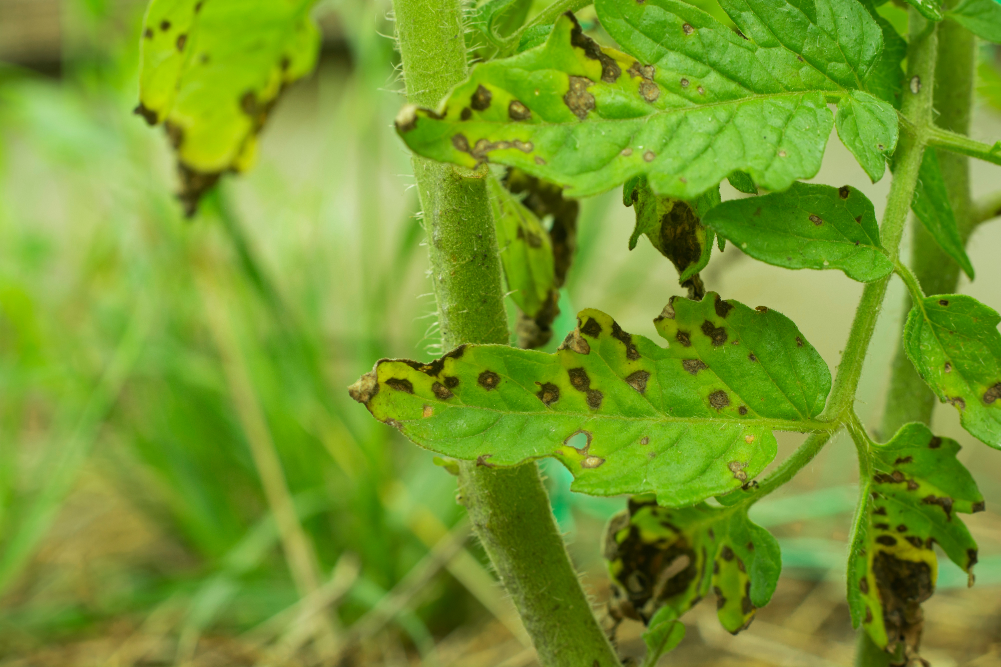 Septoria leaf spot on tomato plant