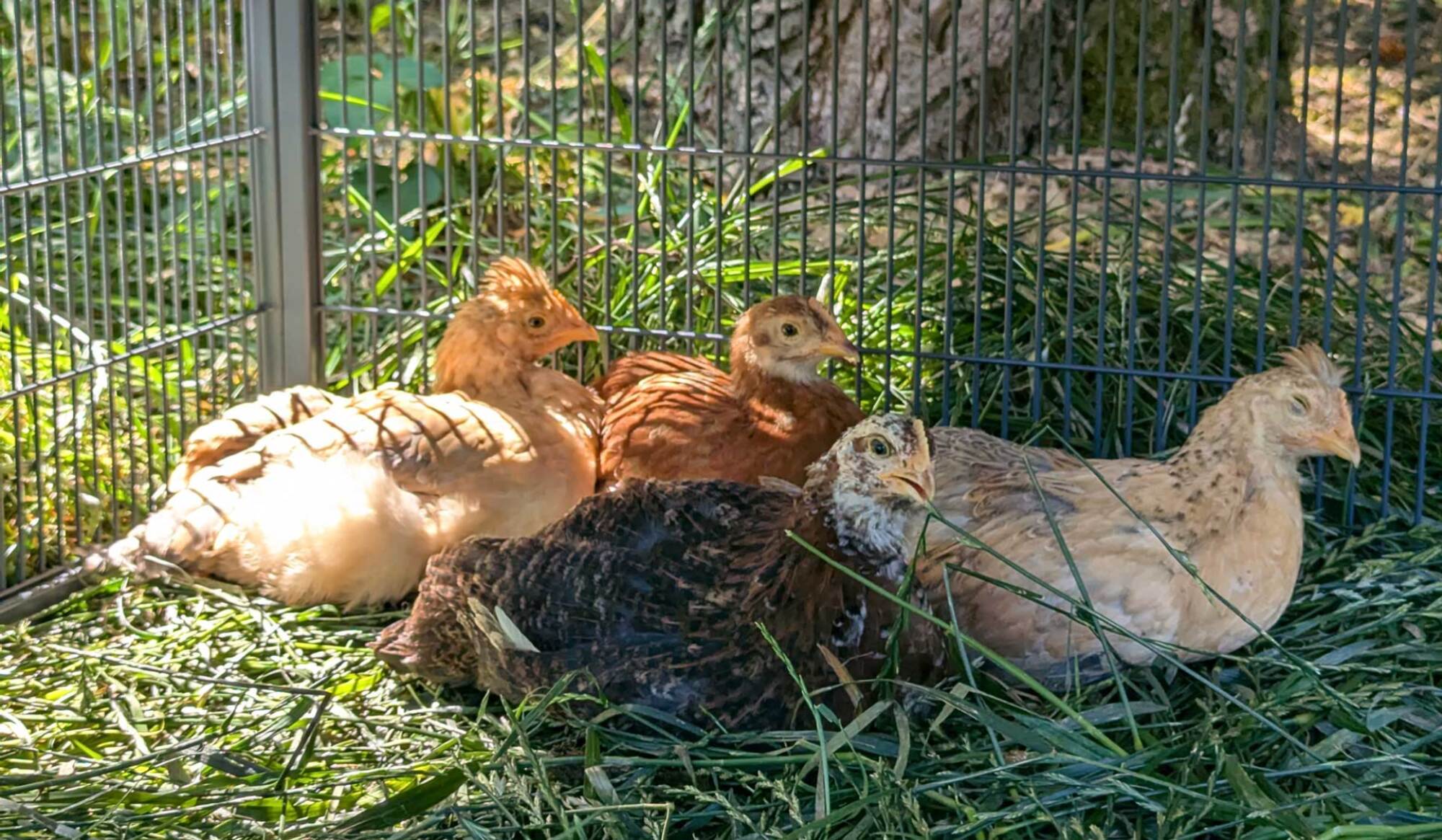 four young pullets in a coop