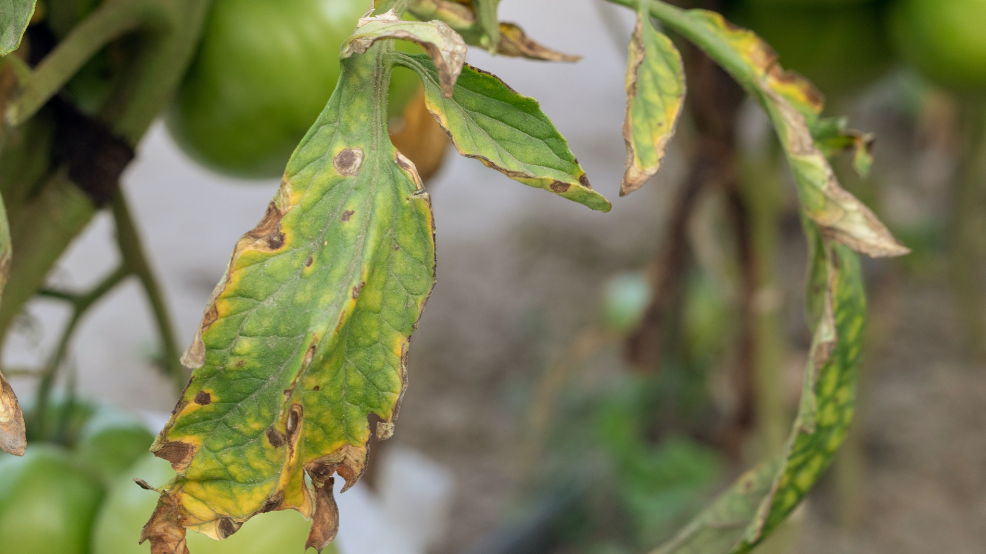 Fusarium wilt fungus on tomato leaves