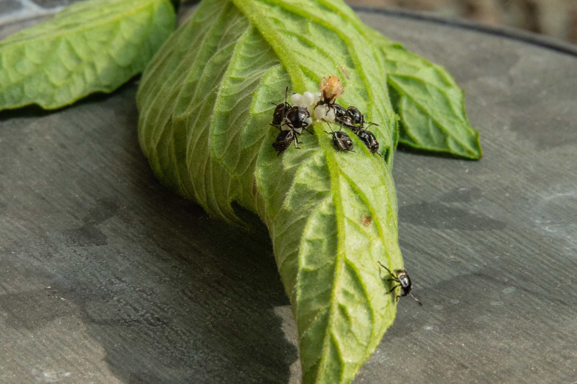 Flea beetles on tomato leaf