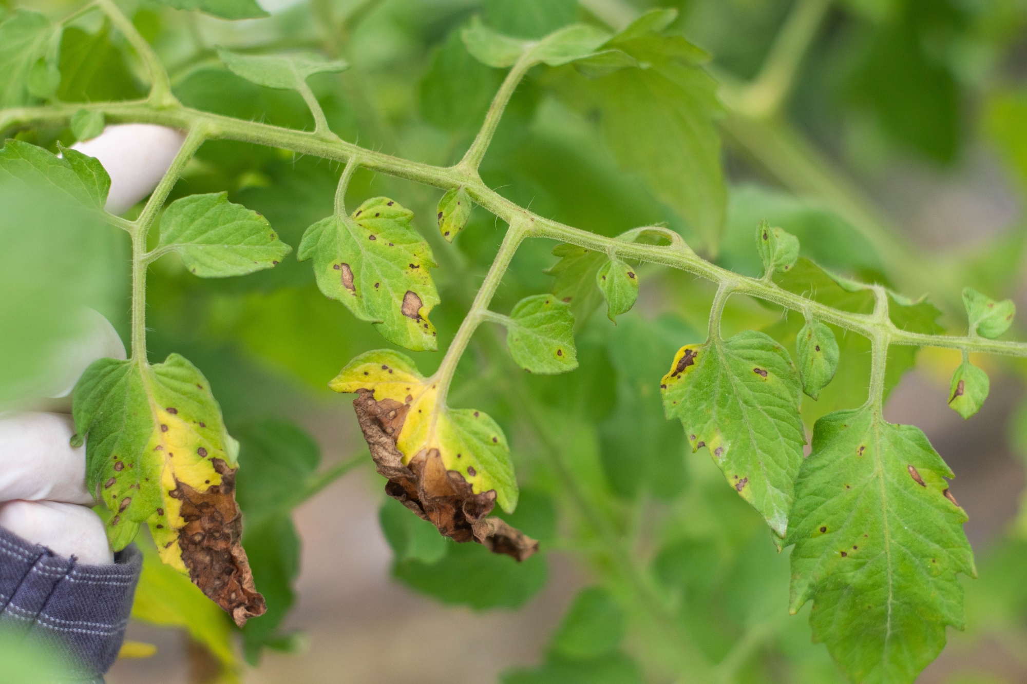 Tomato blight disease