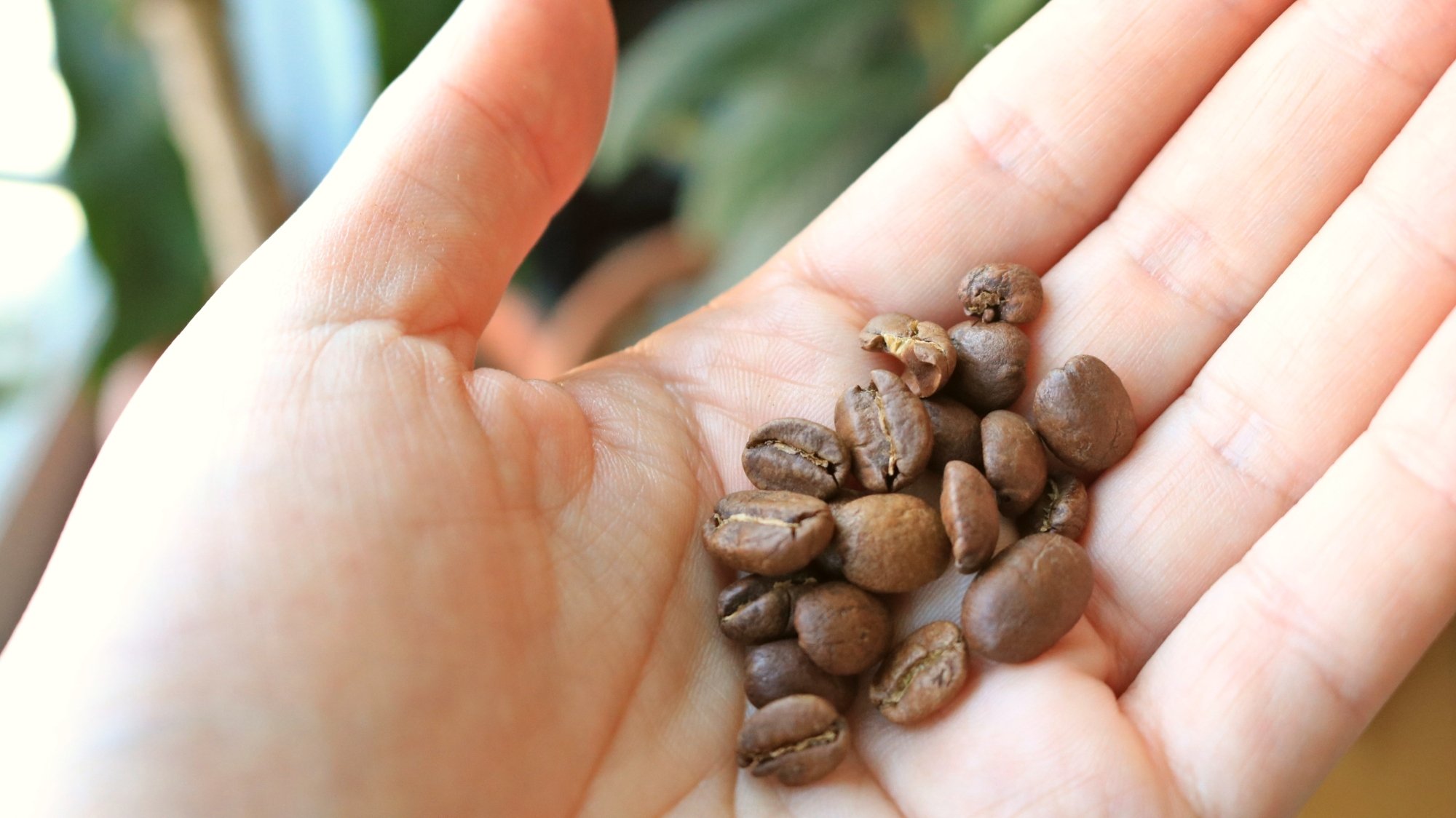 Hand holding coffee beans